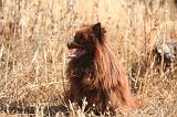 SPITZ ALLEMAND 502